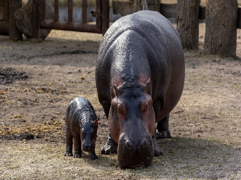 试管前男方取精，俄罗斯试管香水